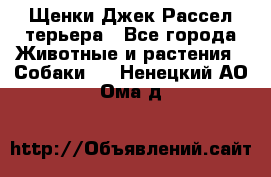 Щенки Джек Рассел терьера - Все города Животные и растения » Собаки   . Ненецкий АО,Ома д.